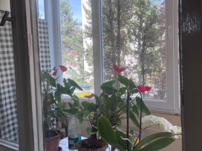 Apartamente de vanzare Cluj-Napoca Grigorescu / Donath imagine mica 3