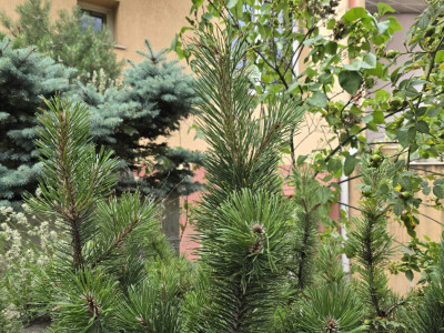 Case de inchiriat Cluj-Napoca Buna-Ziua imagine mica 9